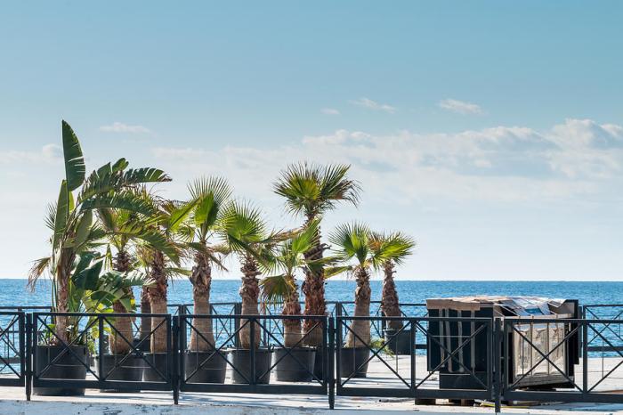 Terrasse mit palmen gestalten